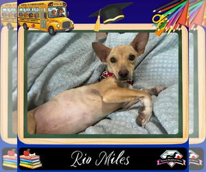 Dachshund-Unknown Mix Dogs for adoption in San Antonio, TX, USA