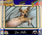 Small Dachshund Mix