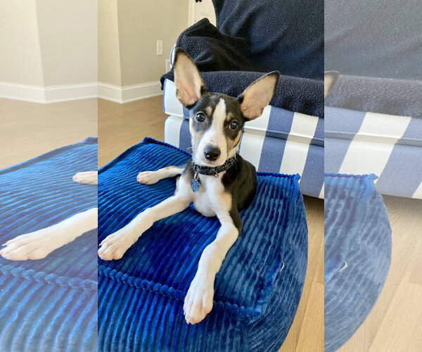Medium Photo #1 Jack Russell Terrier-Unknown Mix Puppy For Sale in Oakhurst, NJ, USA