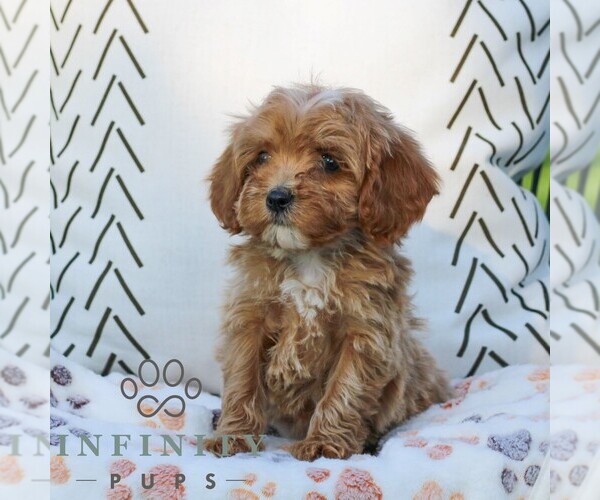 Medium Photo #3 Cavapoo (Miniature) Puppy For Sale in ELIZABETHTOWN, PA, USA