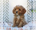 Small #2 Cavapoo (Miniature)