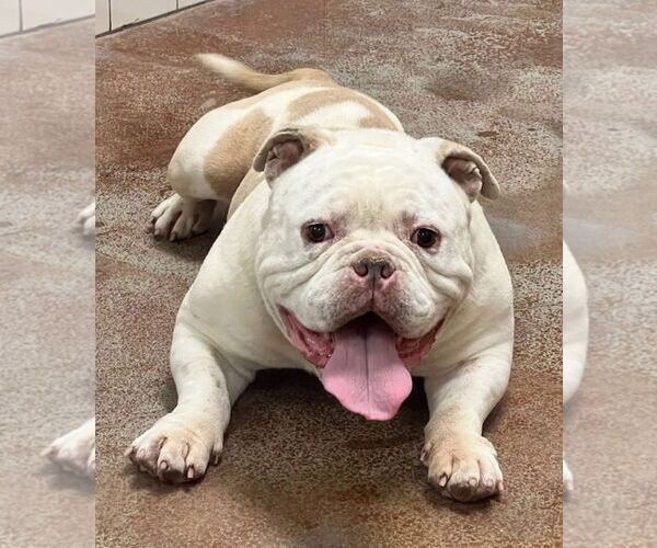 Medium Photo #3 American Bulldog Puppy For Sale in Salinas, CA, USA