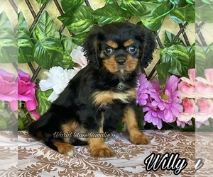 Cavalier King Charles Spaniel Puppy for sale in MIAMI, FL, USA