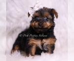 Small Photo #58 Yorkshire Terrier Puppy For Sale in WARSAW, IN, USA