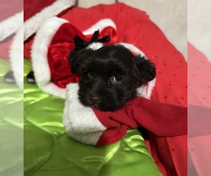 Havanese Puppy for sale in LIVONIA, MI, USA