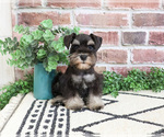 Small #2 Schnauzer (Miniature)