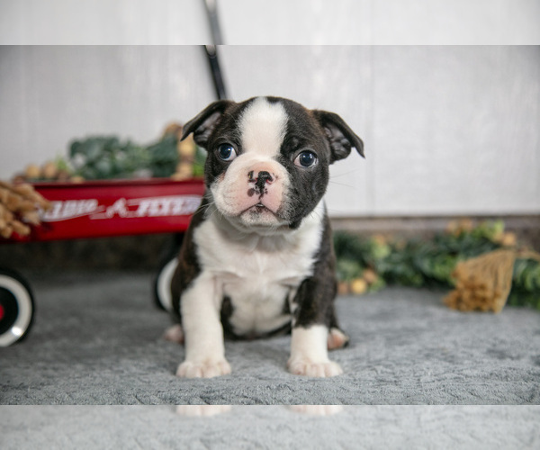 Medium Photo #1 Boston Terrier Puppy For Sale in BEACH CITY, OH, USA