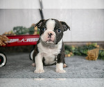 Puppy Lenny Boston Terrier