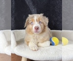Small #9 Australian Shepherd