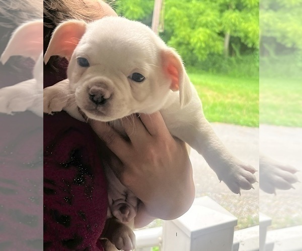 Medium Photo #91 French Bullhuahua Puppy For Sale in SPRAGGS, PA, USA