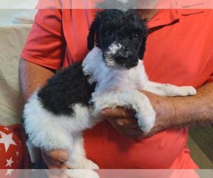 Irish Doodle Puppy for sale in TIFTON, GA, USA