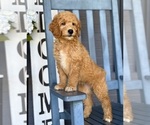 Small #5 Goldendoodle