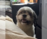 Image preview for Ad Listing. Nickname: Teddy