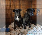 Small Photo #5 Labrador Retriever-Unknown Mix Puppy For Sale in Bellmawr, NJ, USA