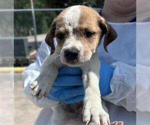 Labrador Retriever Dogs for adoption in Conroe, TX, USA