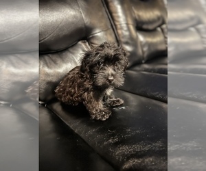 Maltipoo Puppy for Sale in BRIDGEPORT, Connecticut USA