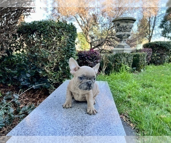 Medium Photo #186 French Bulldog Puppy For Sale in HAYWARD, CA, USA