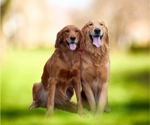 Mother of the Golden Irish-Golden Retriever Mix puppies born on 07/27/2025