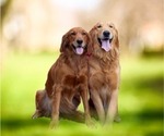 Small Photo #1 Golden Irish-Golden Retriever Mix Puppy For Sale in DELAND, FL, USA
