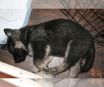Small Photo #10 Akita-German Shepherd Dog Mix Puppy For Sale in MOODUS, CT, USA