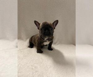 French Bulldog Puppy for sale in CHARLESTON, SC, USA