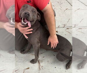 American Pit Bull Terrier-Labrador Retriever Mix Dogs for adoption in Oakhurst, NJ, USA