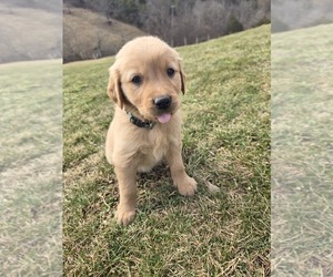 Golden Retriever Puppy for sale in WILLIAMSTOWN, KY, USA