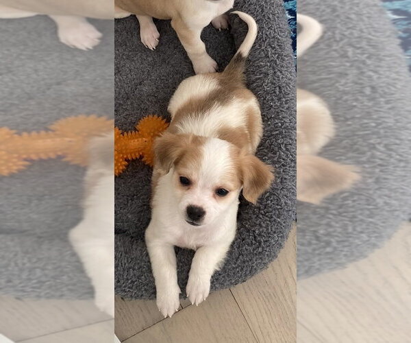 Medium Photo #4 Beagle-Unknown Mix Puppy For Sale in New York, NY, USA