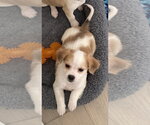 Small #3 Beagle Mix