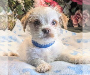 Japanese Chin-Unknown Mix Dogs for adoption in Bon Carbo, CO, USA