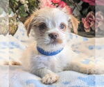 Small Japanese Chin Mix