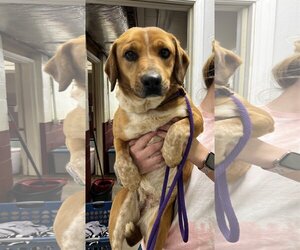 Beagle-Unknown Mix Dogs for adoption in Harrisville, WV, USA