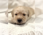 Puppy Puppy 9 Labrador Retriever