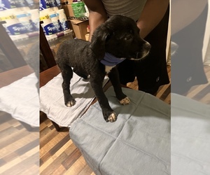 Cane Corso Puppy for sale in WILMINGTON, DE, USA