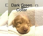Puppy 4 Goldendoodle-Labrador Retriever Mix