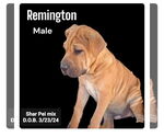 Small Chinese Shar-Pei Mix