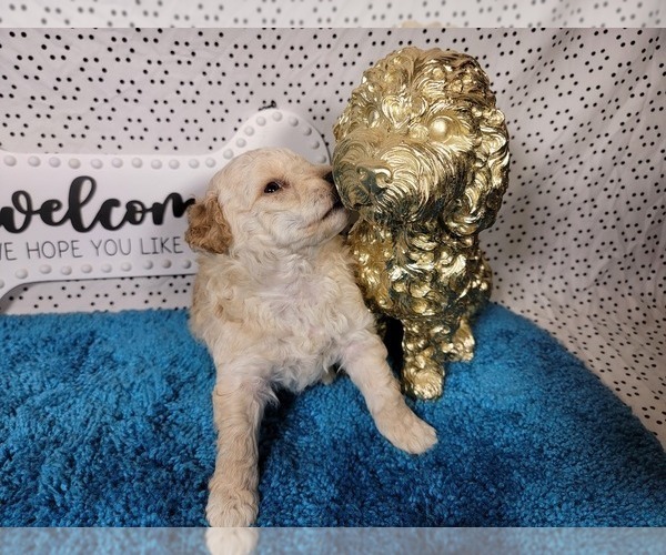 Medium Photo #15 Goldendoodle mix (+ Poodle Toy) Puppy For Sale in BLACK FOREST, CO, USA