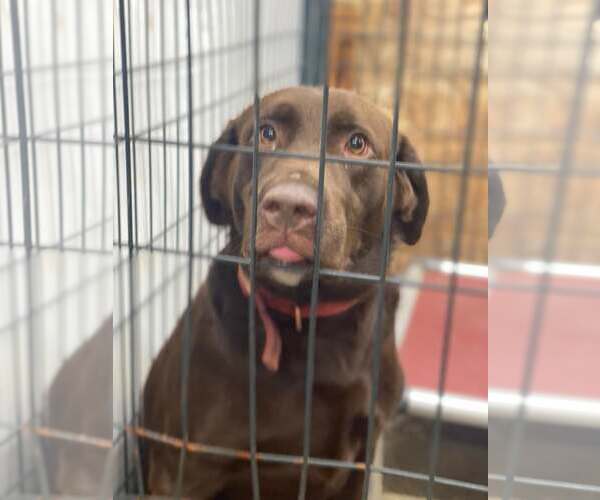 Medium Photo #3 Labrador Retriever Puppy For Sale in Lewistown, PA, USA