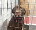 Small Photo #3 Labrador Retriever Puppy For Sale in Lewistown, PA, USA
