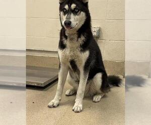 Siberian Husky-Unknown Mix Dogs for adoption in Grand Prairie, TX, USA