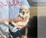 Puppy LeBron James English Cream Golden Retriever