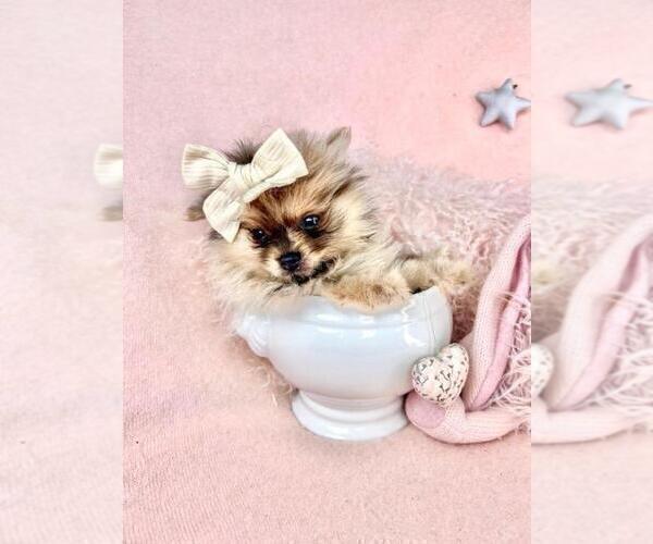 Medium Photo #2 Pomeranian Puppy For Sale in NEW YORK, NY, USA