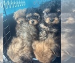 Small #15 Yorkipoo