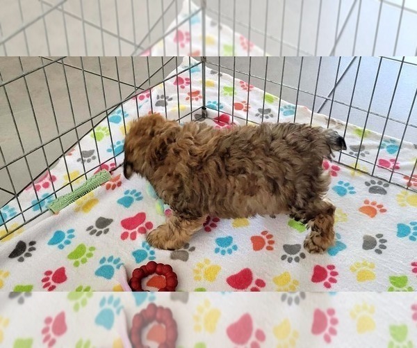 Medium Photo #9 Cockapoo-Poodle (Miniature) Mix Puppy For Sale in ORO VALLEY, AZ, USA
