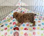Small #8 Cockapoo-Poodle (Miniature) Mix