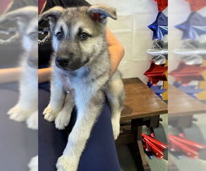 Siberian Husky Dogs for adoption in Upland, CA, USA
