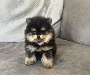Pomeranian Puppy for Sale in ROCKLEDGE, Florida USA