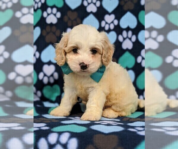 Medium Photo #2 Cavachon-Poodle (Toy) Mix Puppy For Sale in QUARRYVILLE, PA, USA