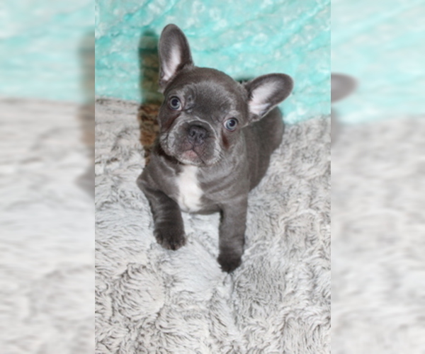 Medium Photo #5 French Bulldog Puppy For Sale in PITTSBURGH, PA, USA