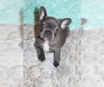 Small Photo #5 French Bulldog Puppy For Sale in PITTSBURGH, PA, USA